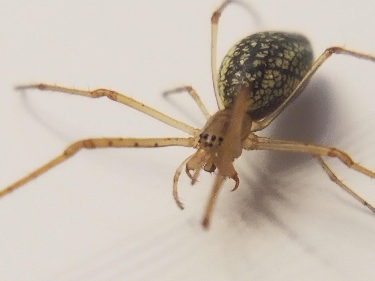Паук белый Каракурт