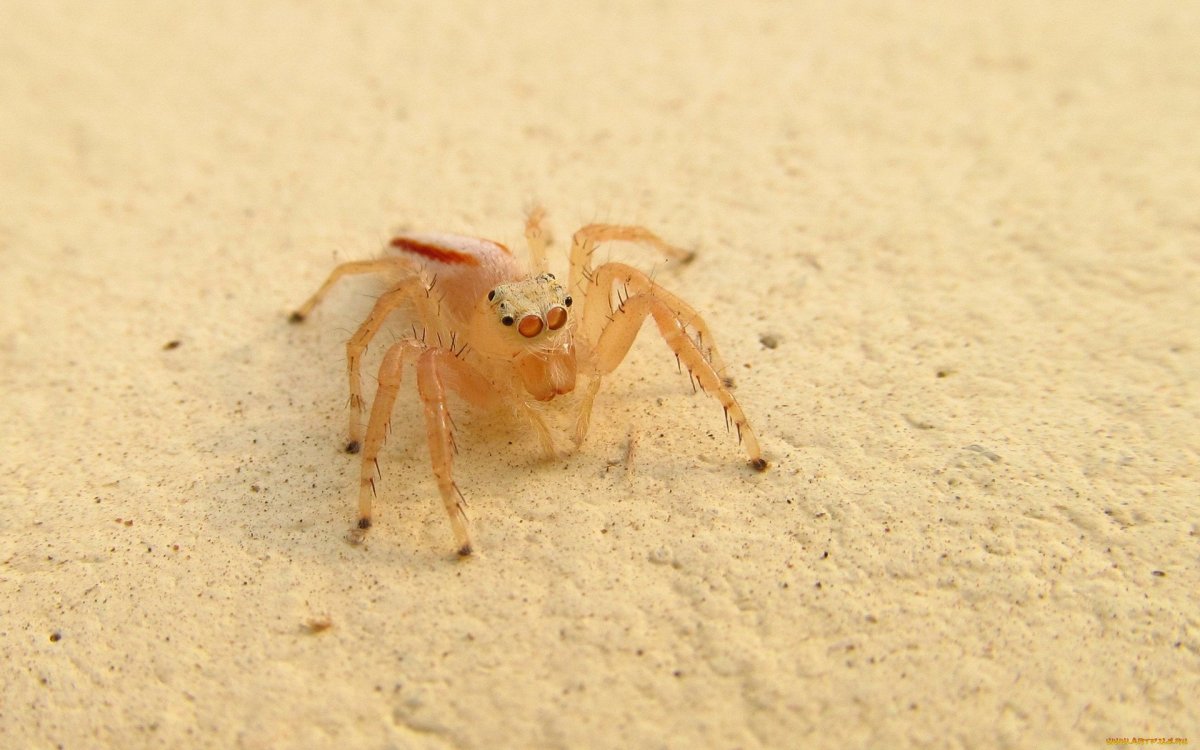 Бежевый паук Свердловская