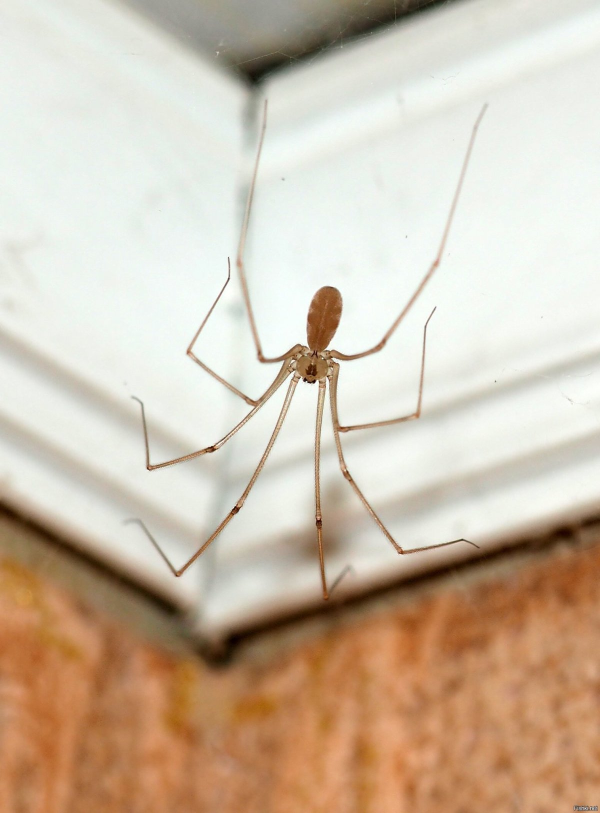 Мизгирь сенокосец