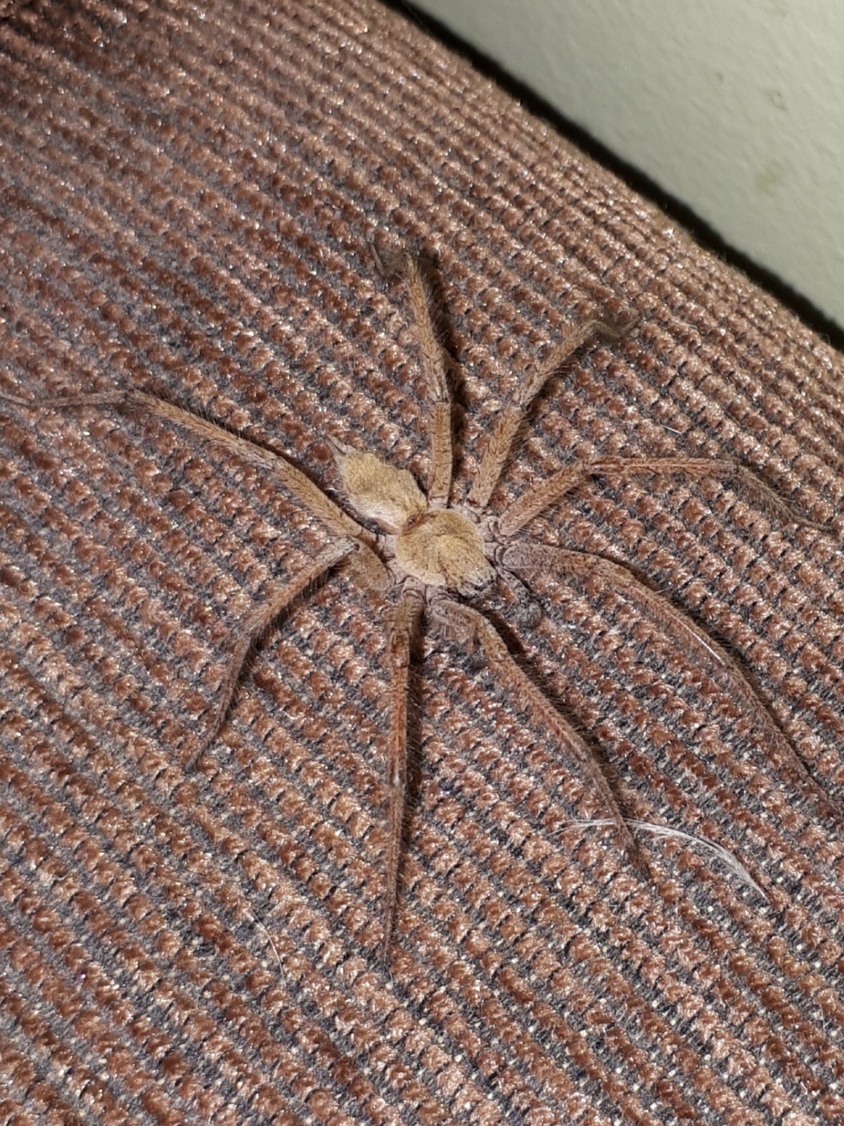 Тегенария самка