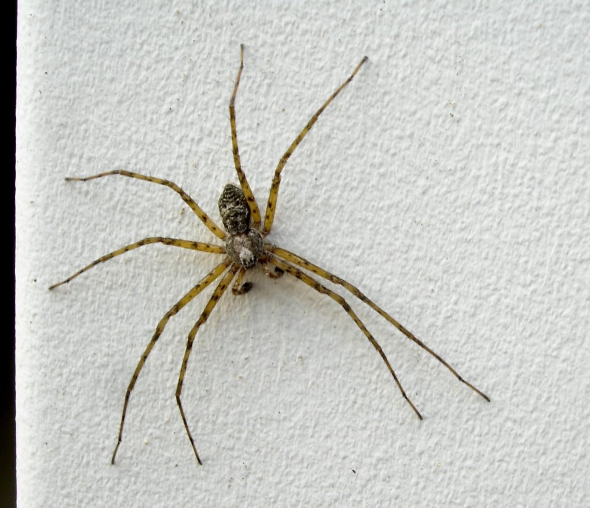 Loxosceles reclusa – паук отшельник