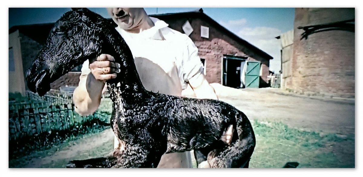 Животные в Чернобыльской зоне отчуждения