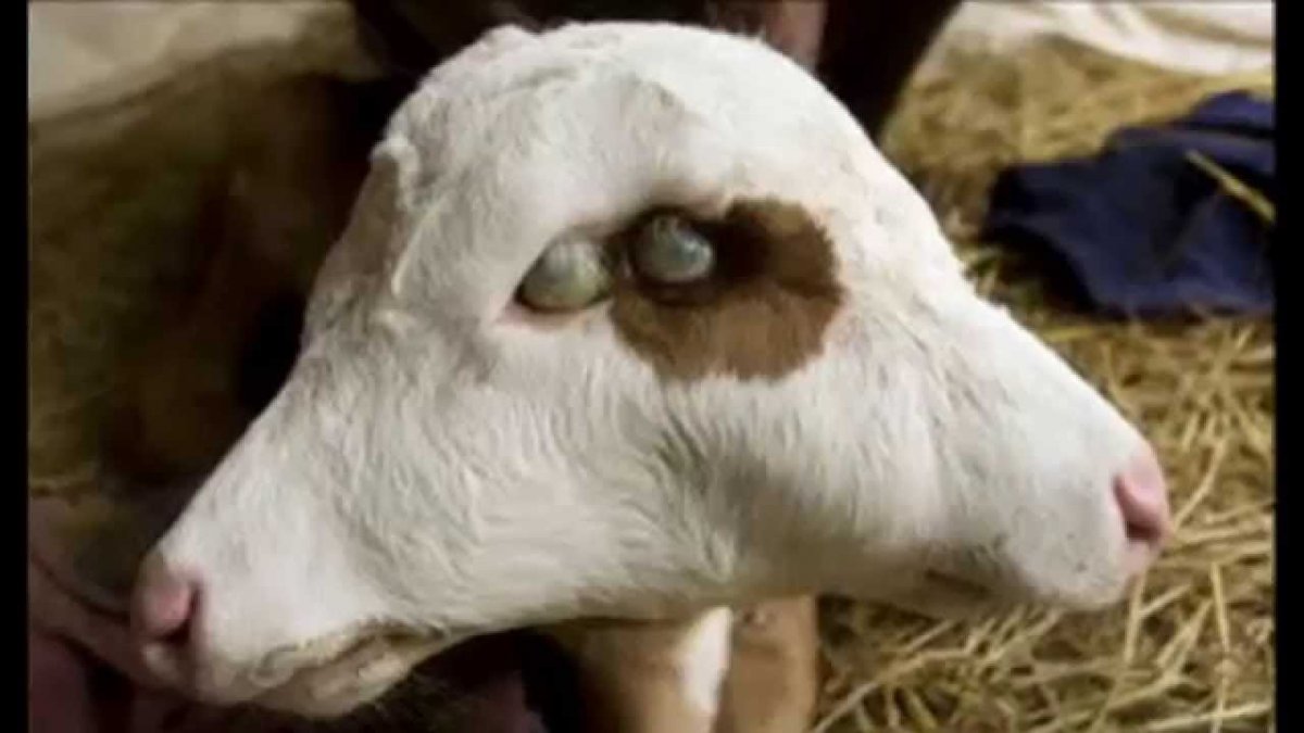 Монстры Чернобыля реальные