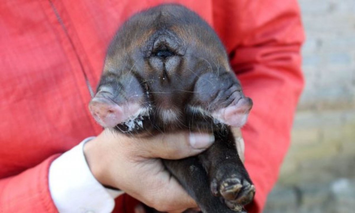 Мутировавшие животные Чернобыля
