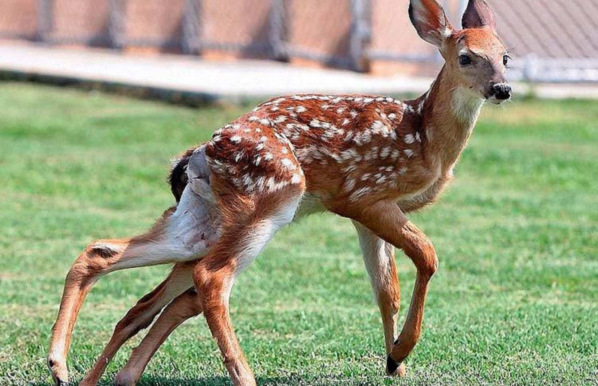 Мутанты в Чернобыле в реке Припять