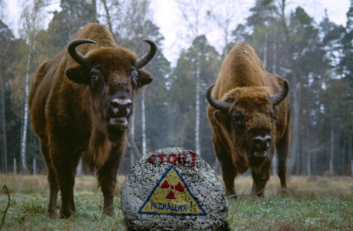 Двуглавая черепаха