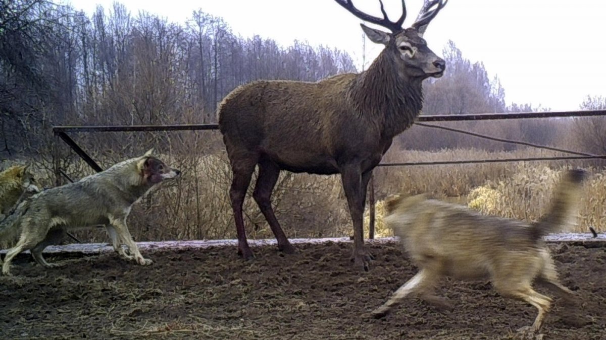 Сталкер МУТАНТ псевдособака