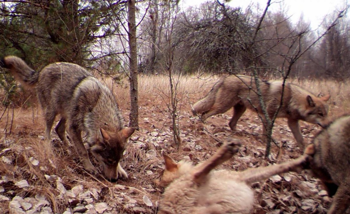 Мутирование животных Чернобыля
