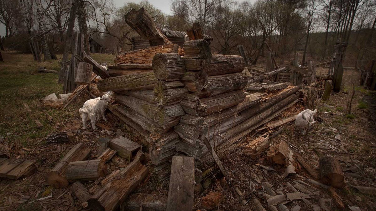 Лось альбинос в Ярославле