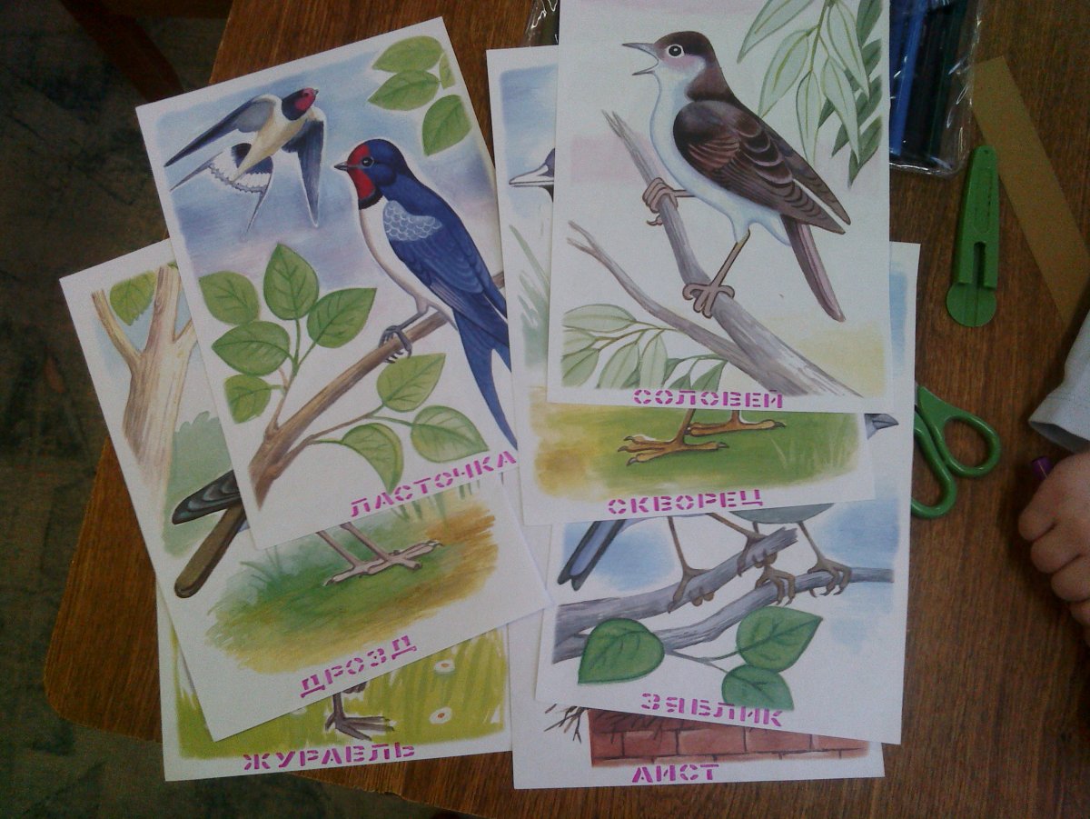 Гнездящиеся птицы Башкирии рисунки
