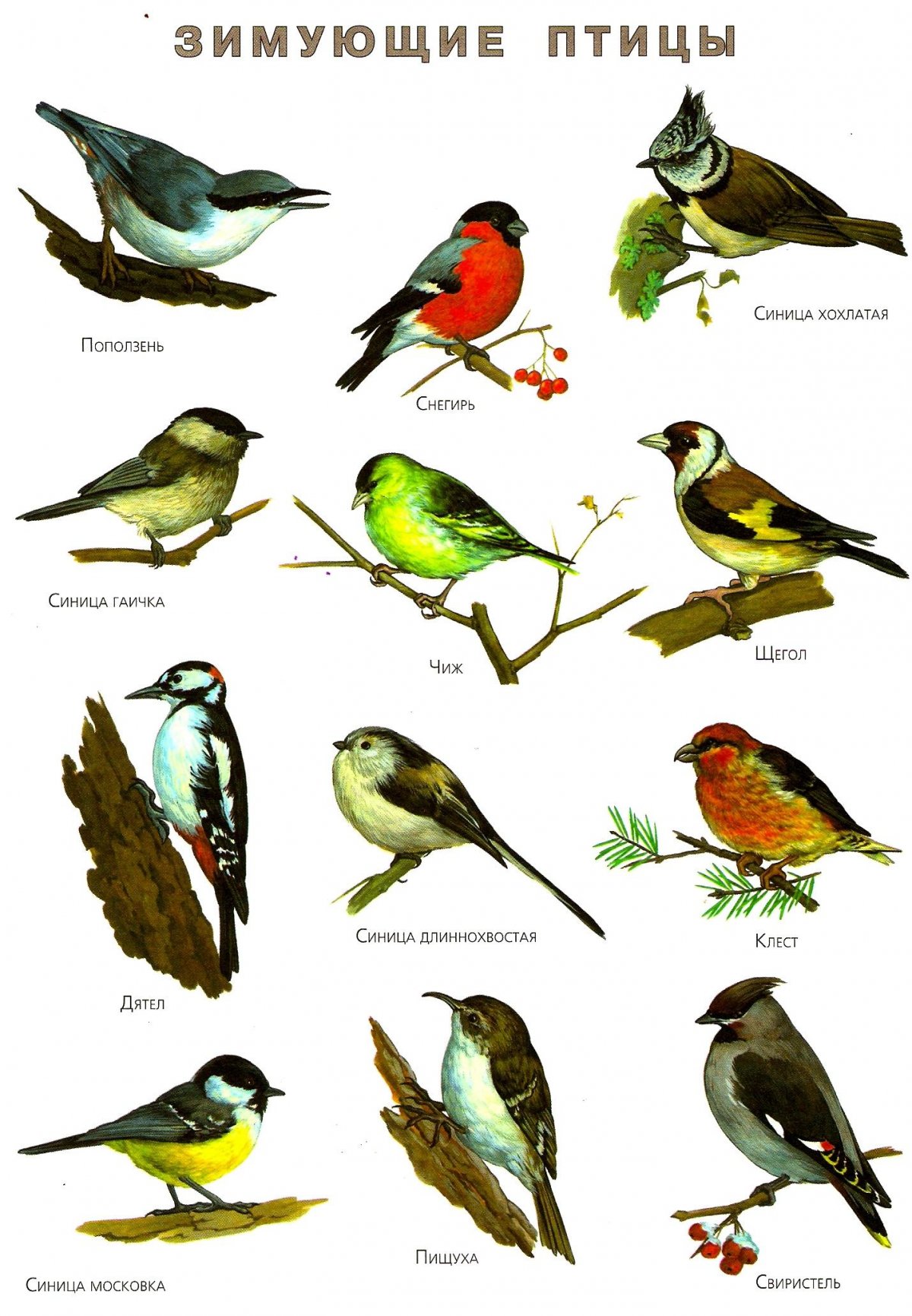 Лесной конек птица в полете