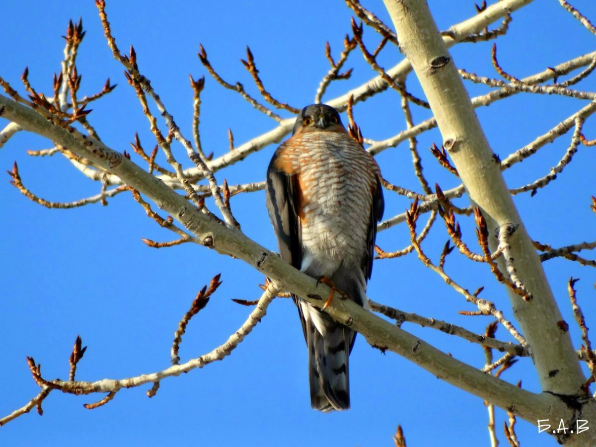 Аист Перелетная