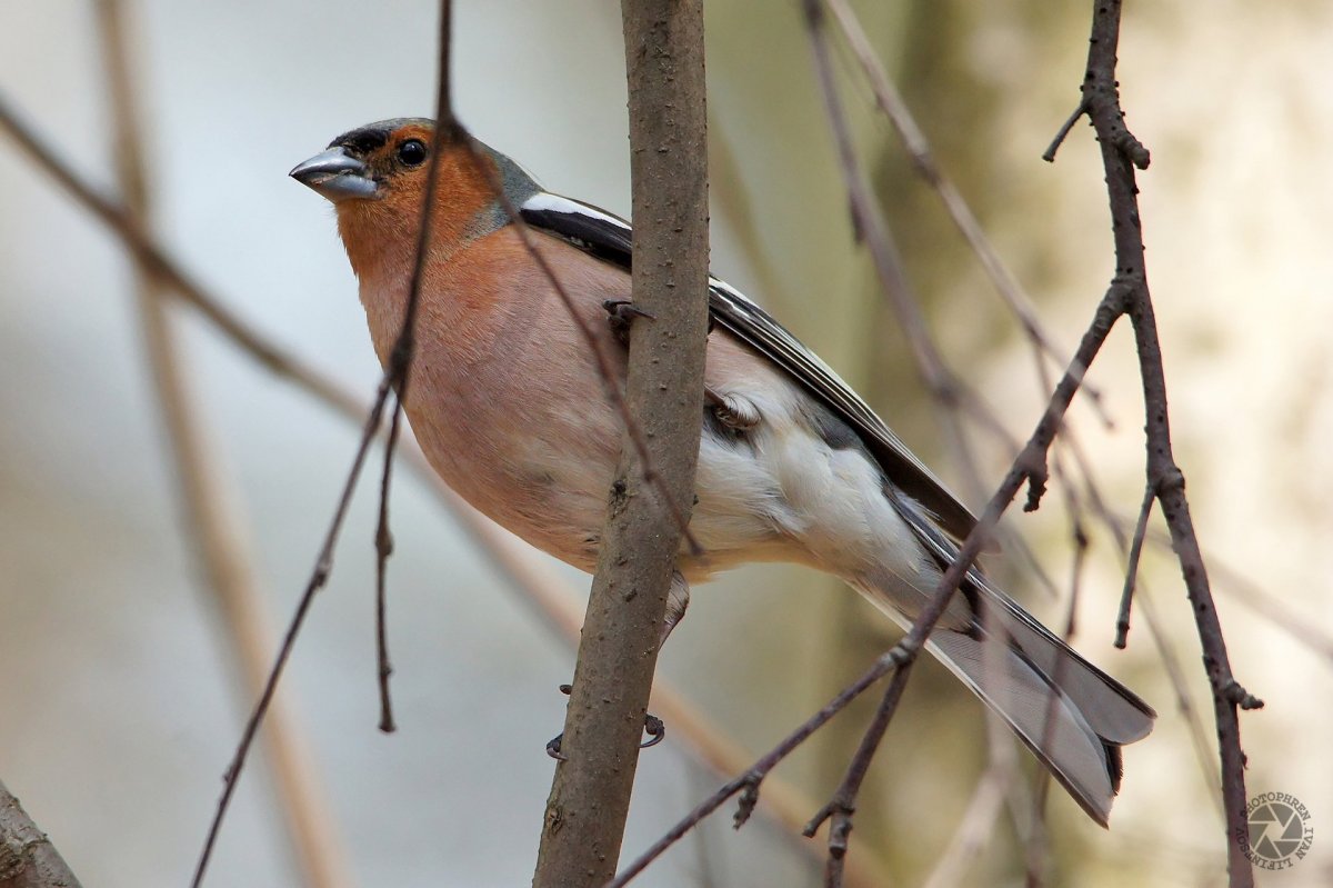 Тематический комплект перелетные птицы