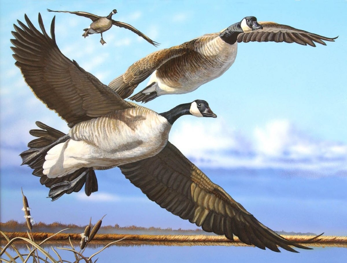 Стая перелетных птиц