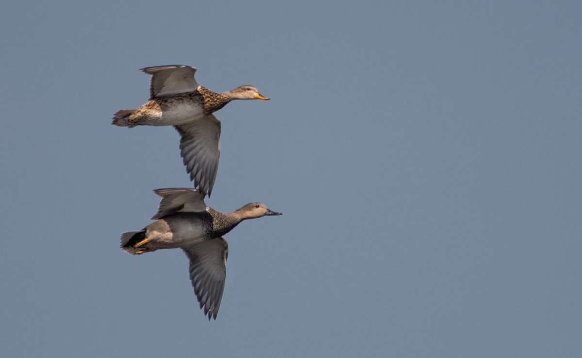Перелетные птицы Калмыкии