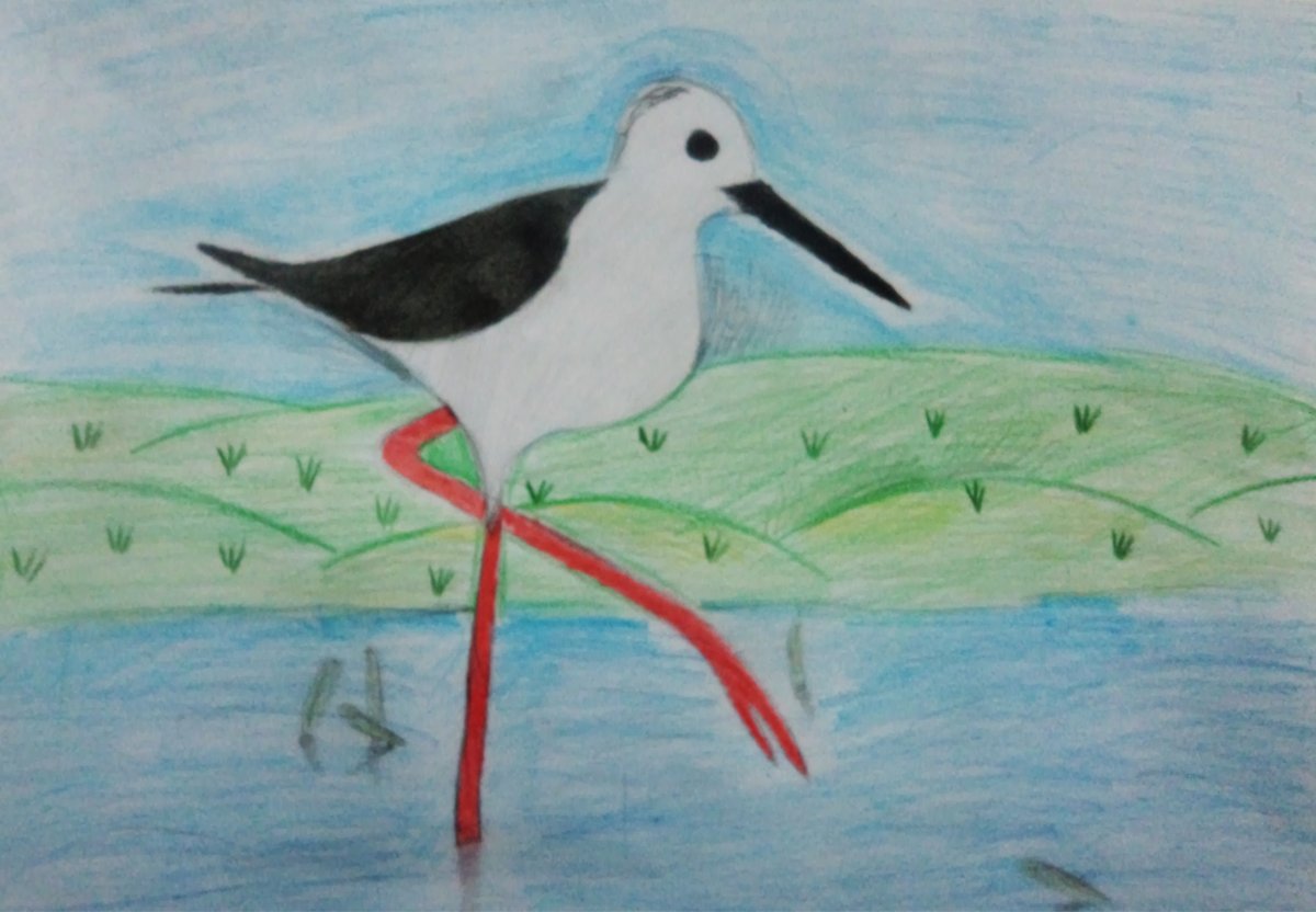 Перелетные и зимующие птицы для детей