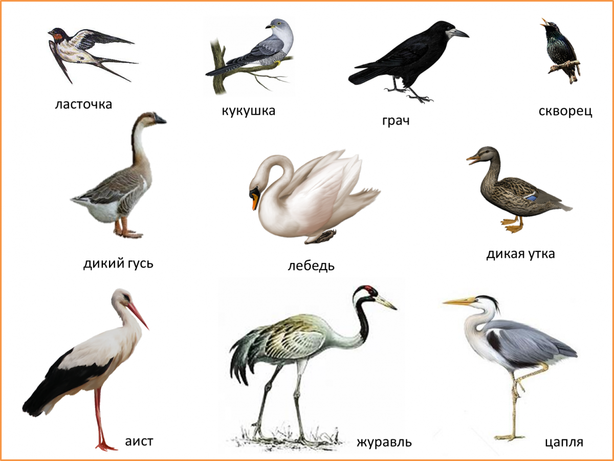 Перелетные птицы плакат для детей