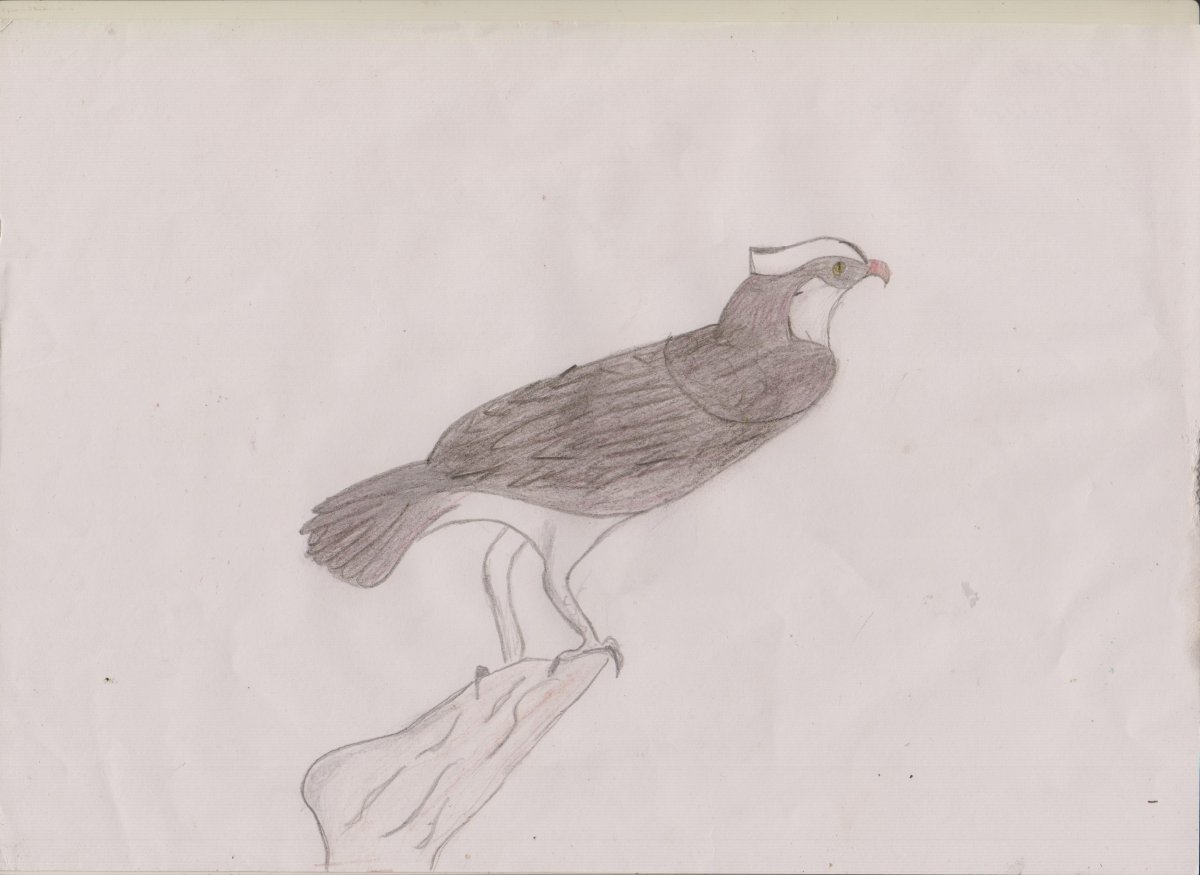 Изображение перелетных птиц