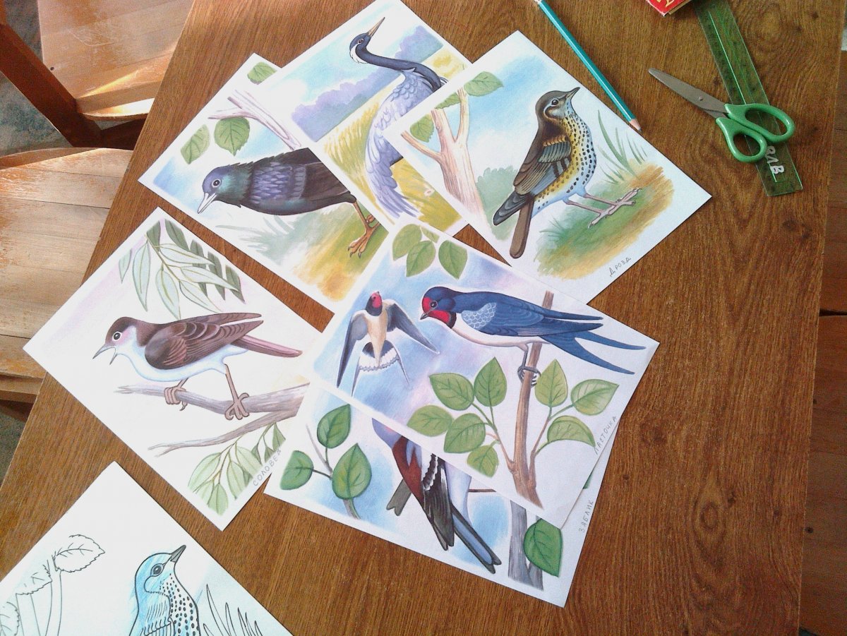 Перелетные птицы Ивановской области