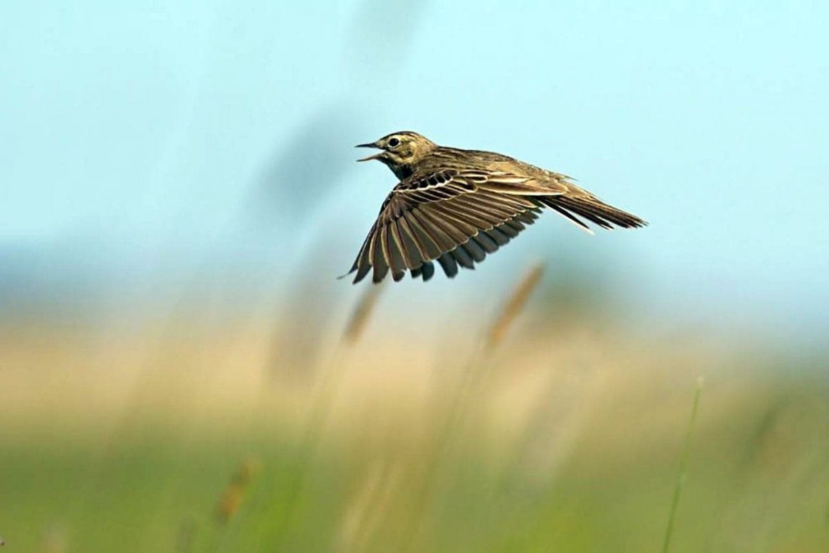 Шушенский Бор птицы