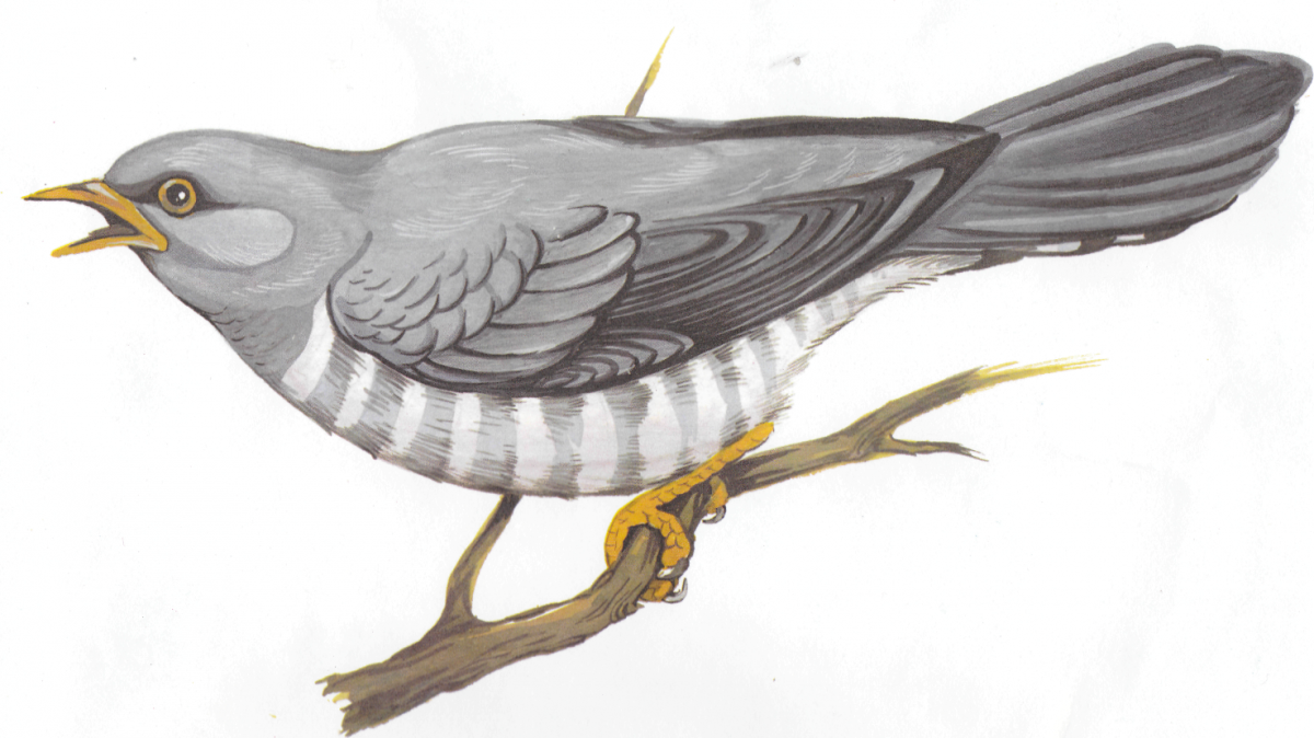 Перелетные птицы Сибирь Сибирь