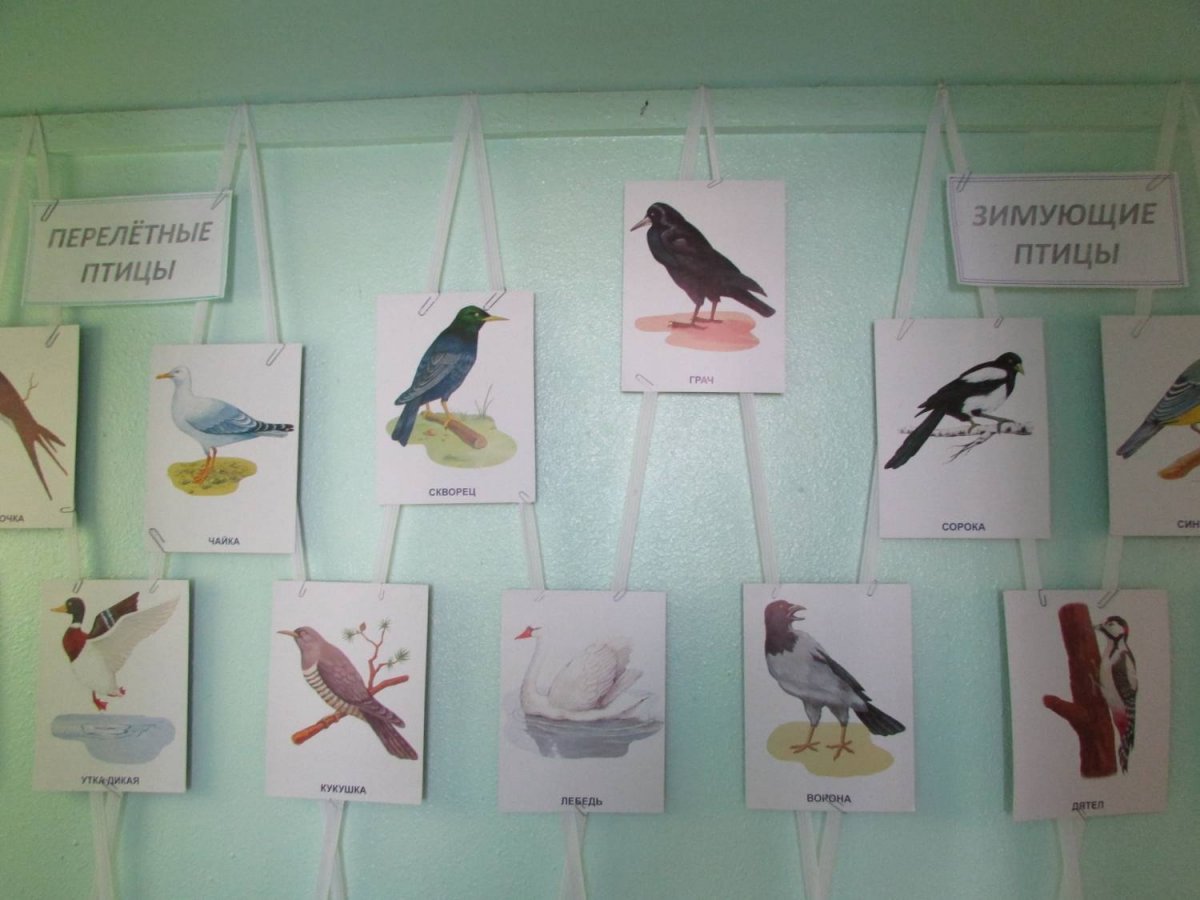 Насекомоядные перелетные птицы