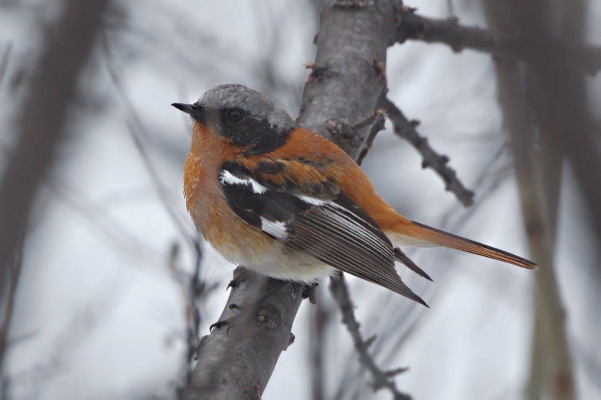 Перелетные птицы Ставрополья