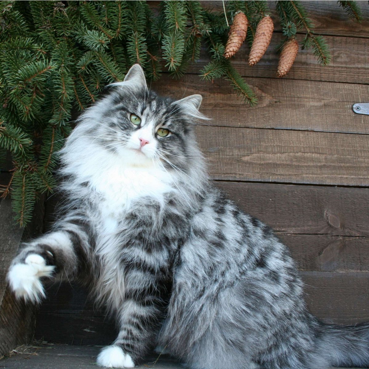 Норвежская длинношерстная Лесная кошка