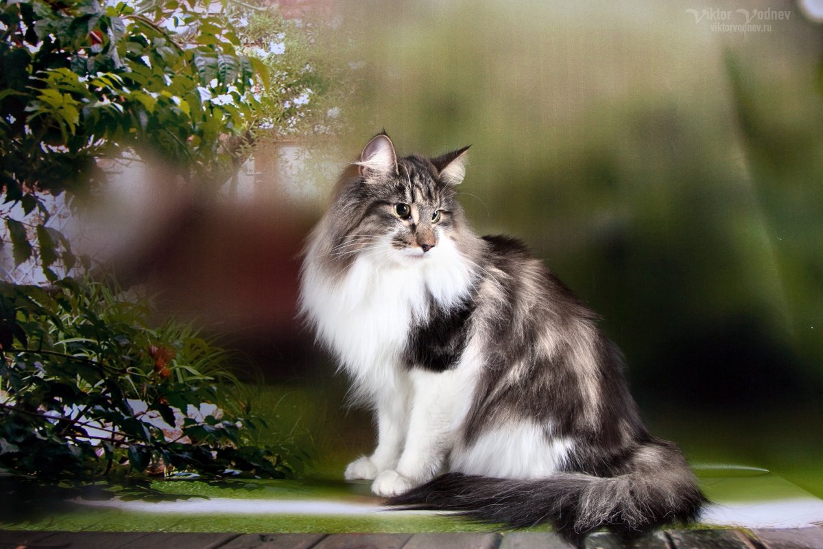 Норвежский Лесной кот биколор