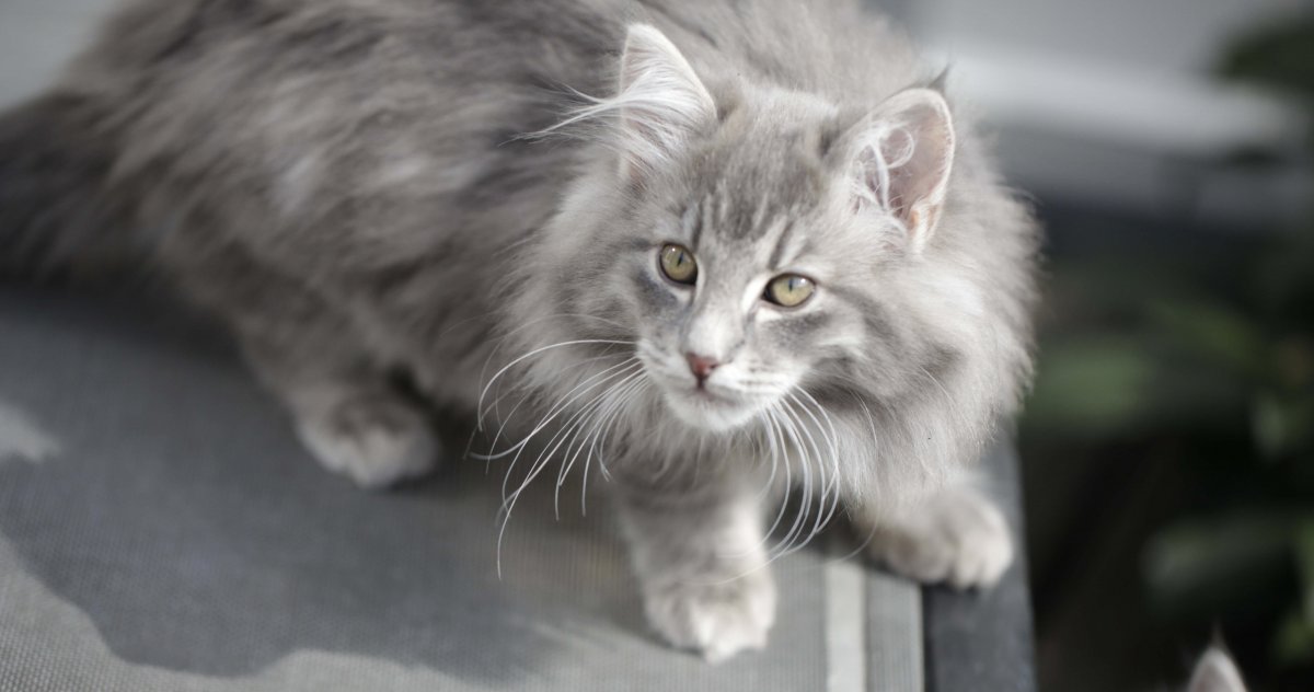 Норвежская Лесная