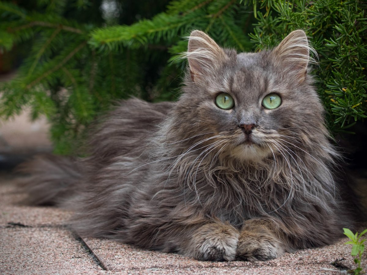 Кошки породы Норвежская Лесная