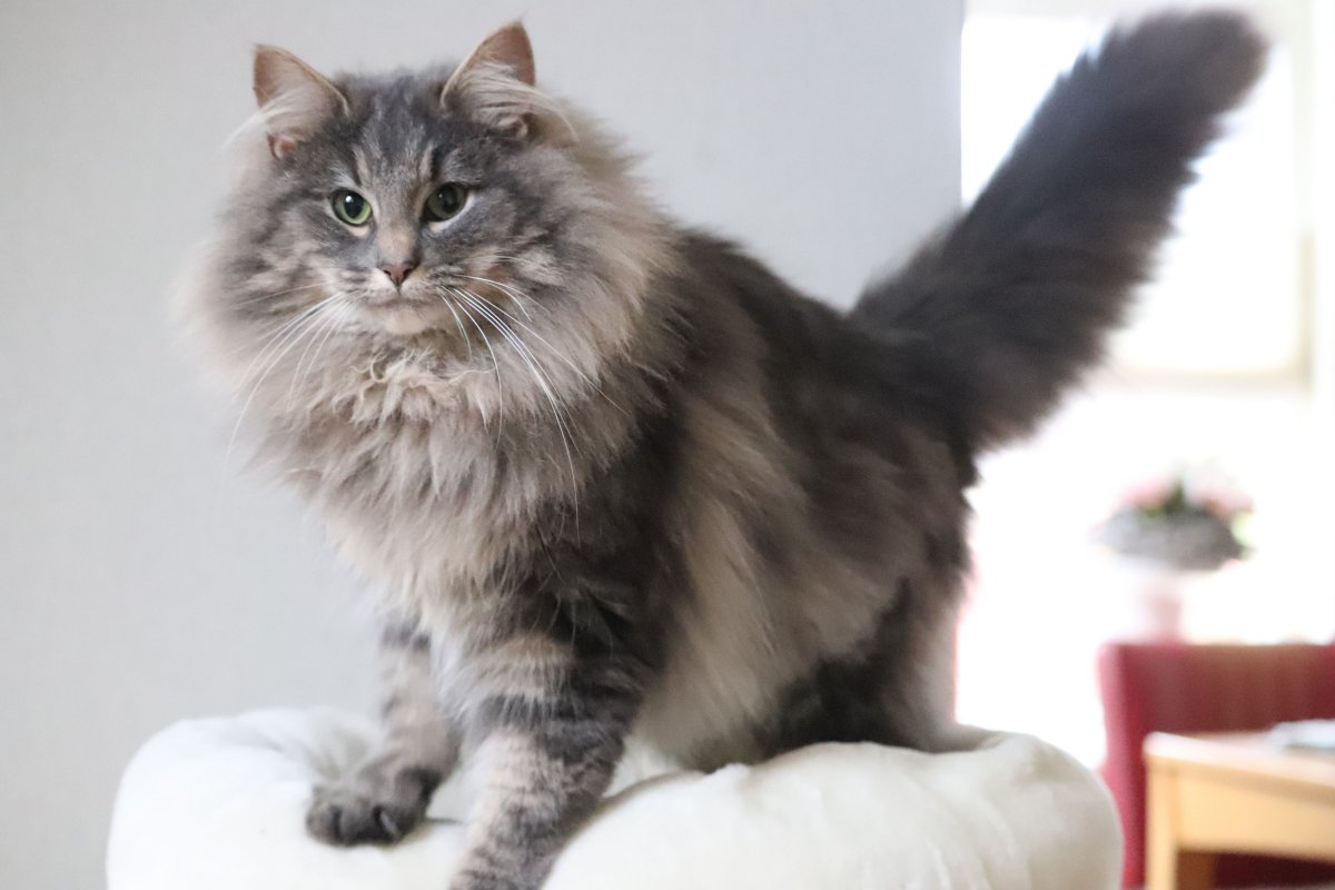 Сибирский Нибелунг длинношерстный