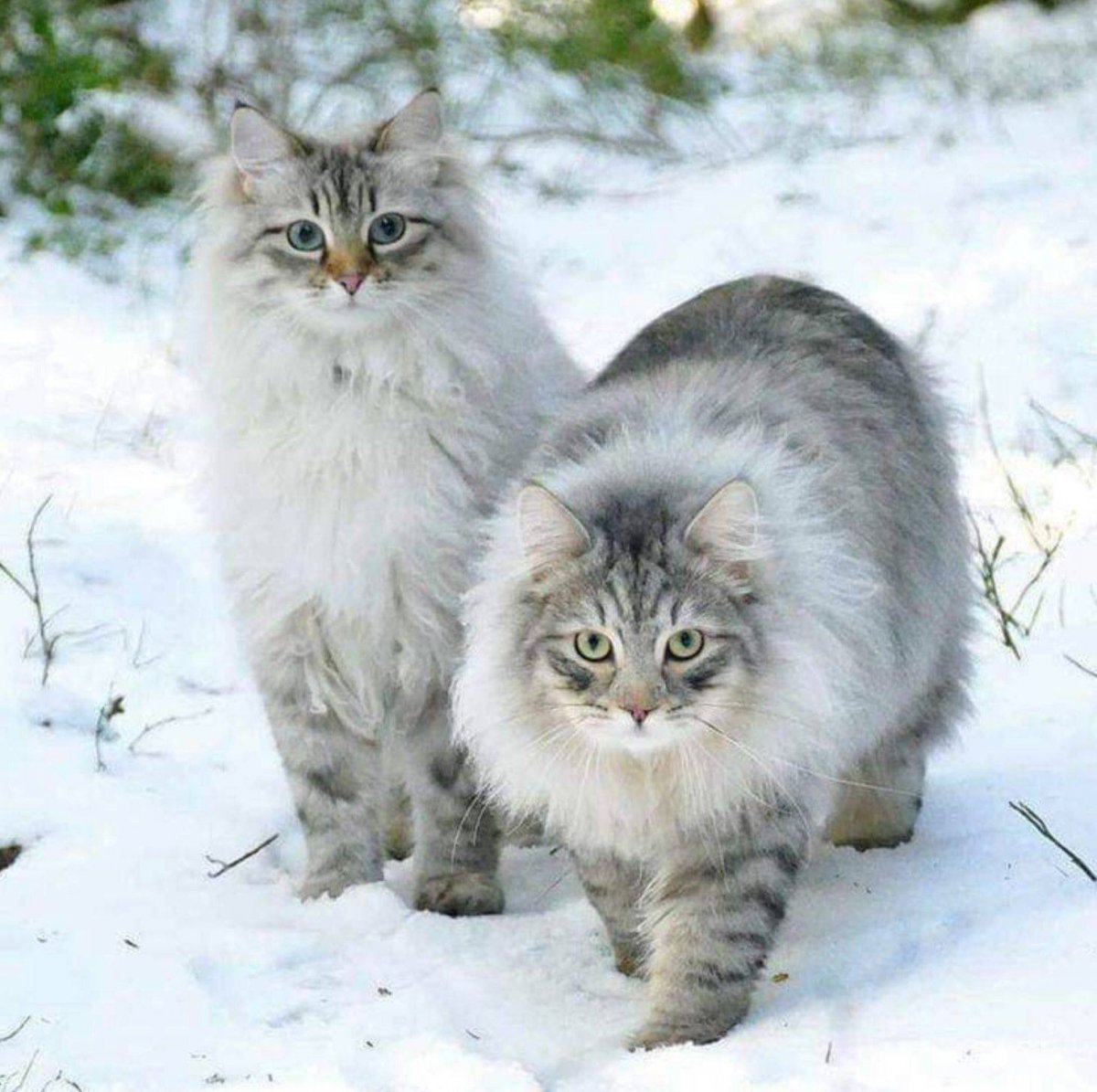 Норвежская Лесная кошка серого окраса