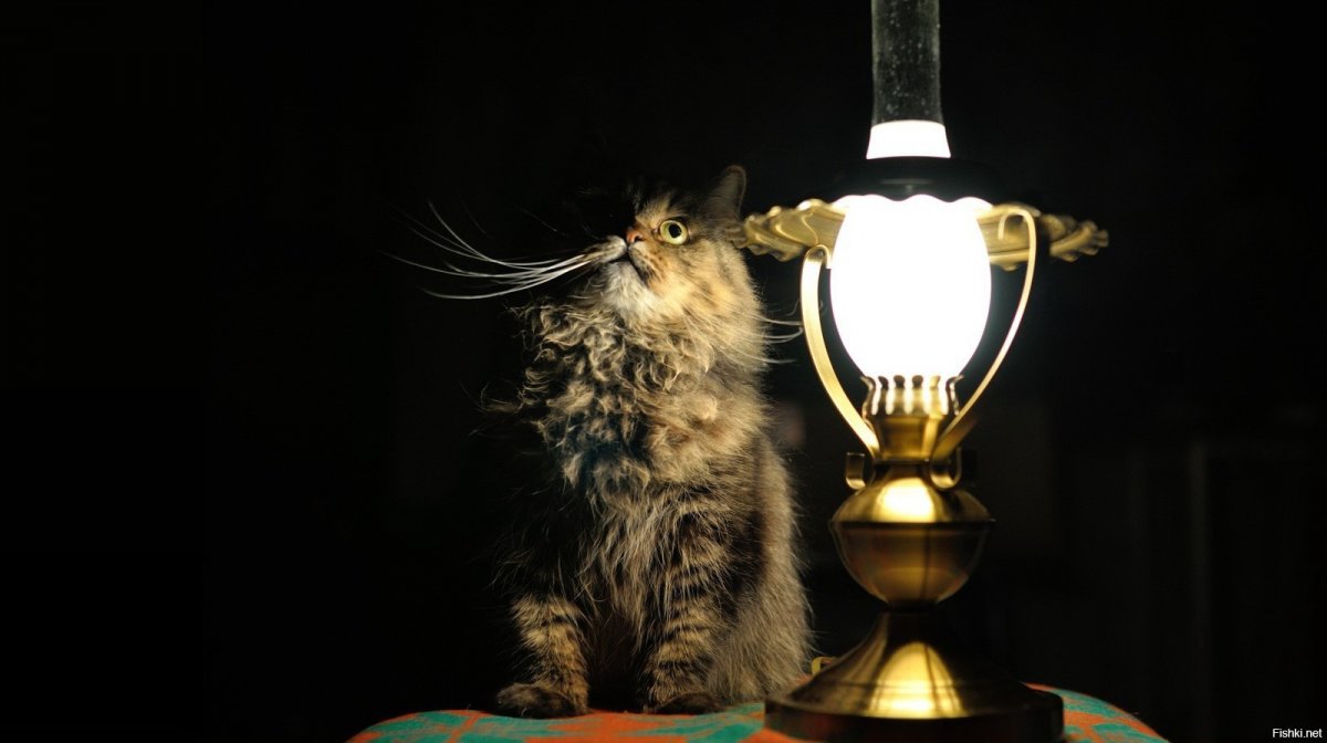 Лампа кот