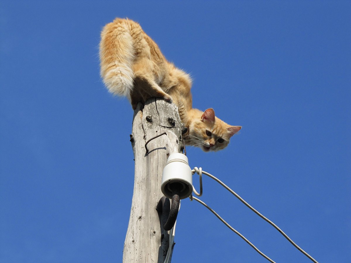 Кот и провода