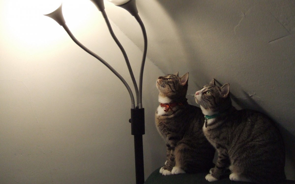 Кот в костюме паука