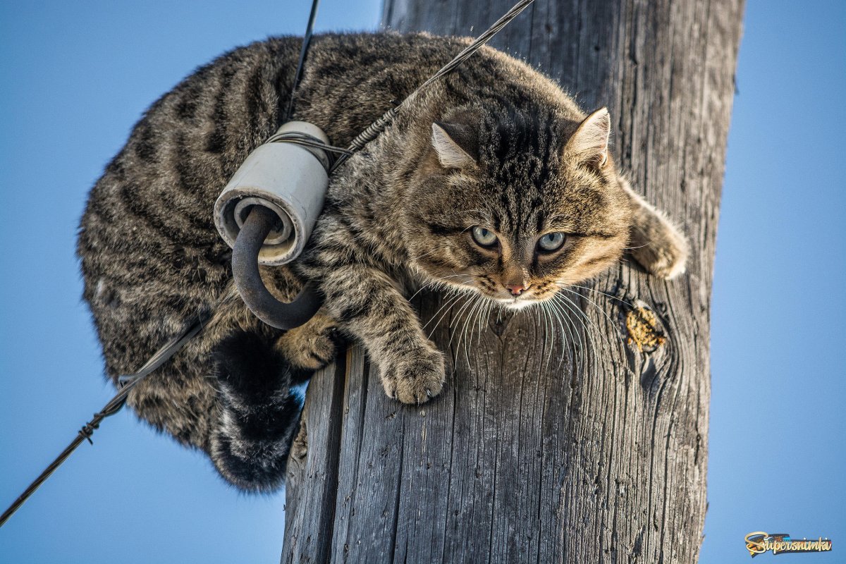 Кот на столбе