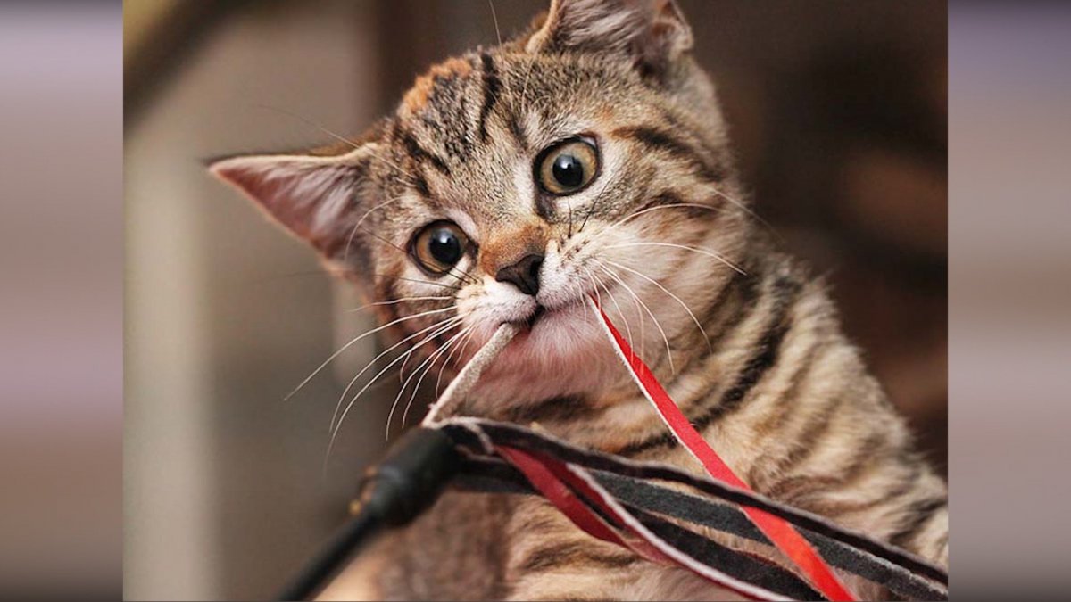 Светящиеся котики