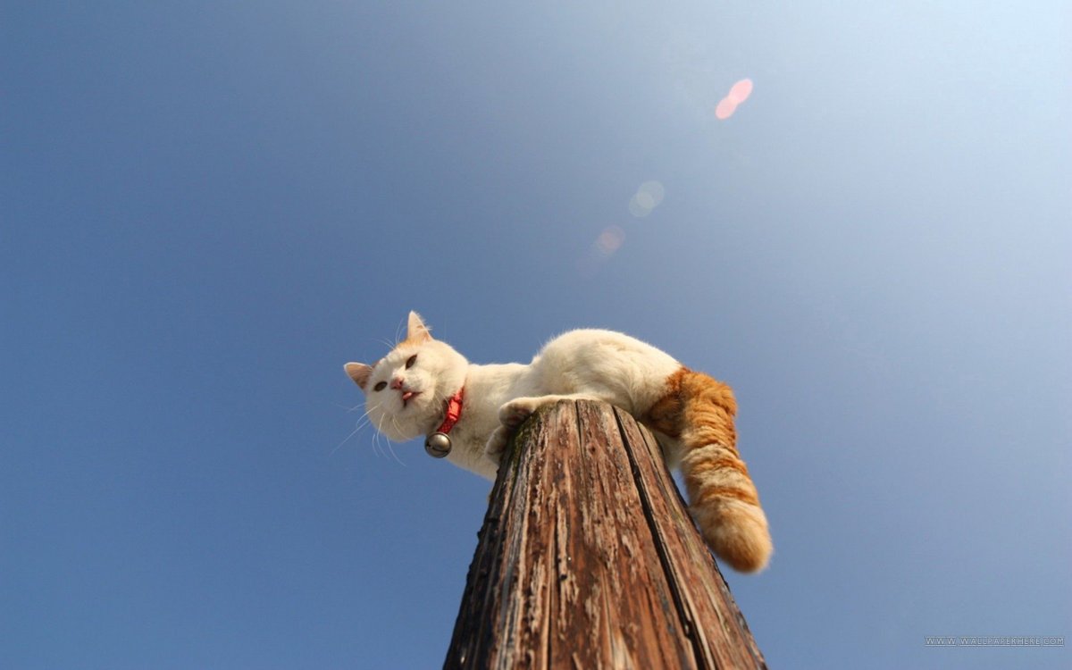 Ламповый кот