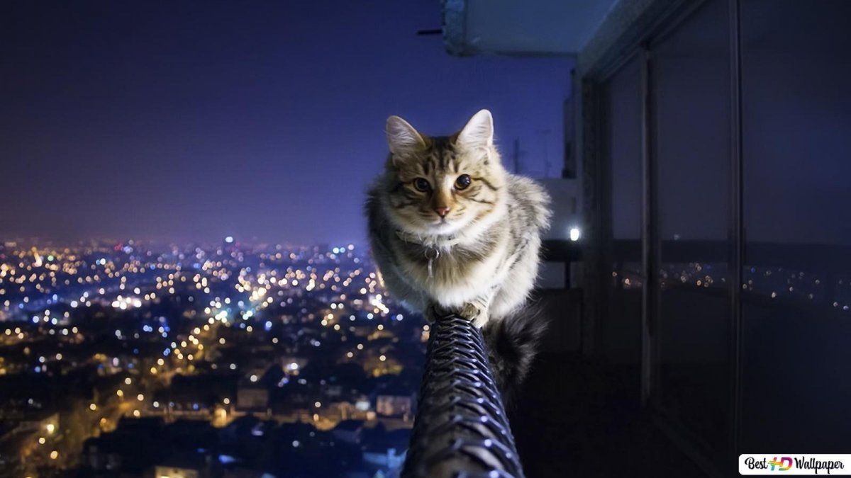 Коты с гирляндой