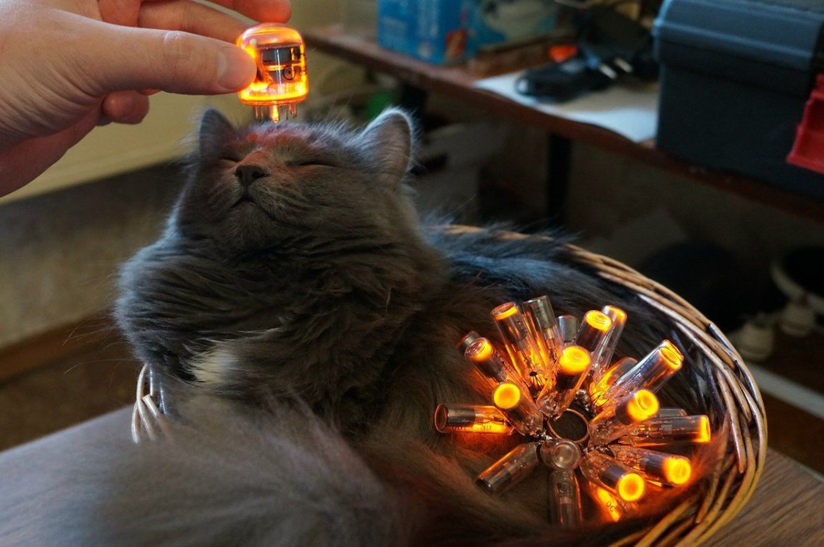 Котик в свете