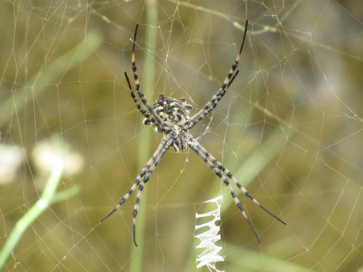 Паук крестовик Каракурт белый