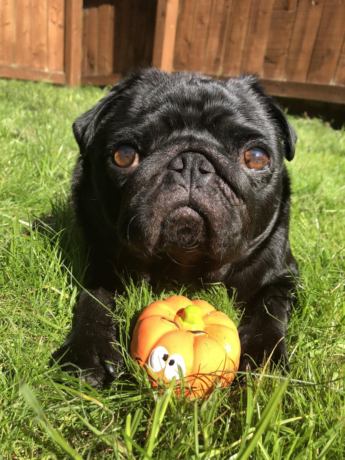 Лопоухий Мопс