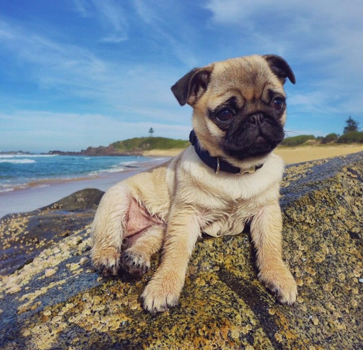 Соьвка похожа на МОПСА