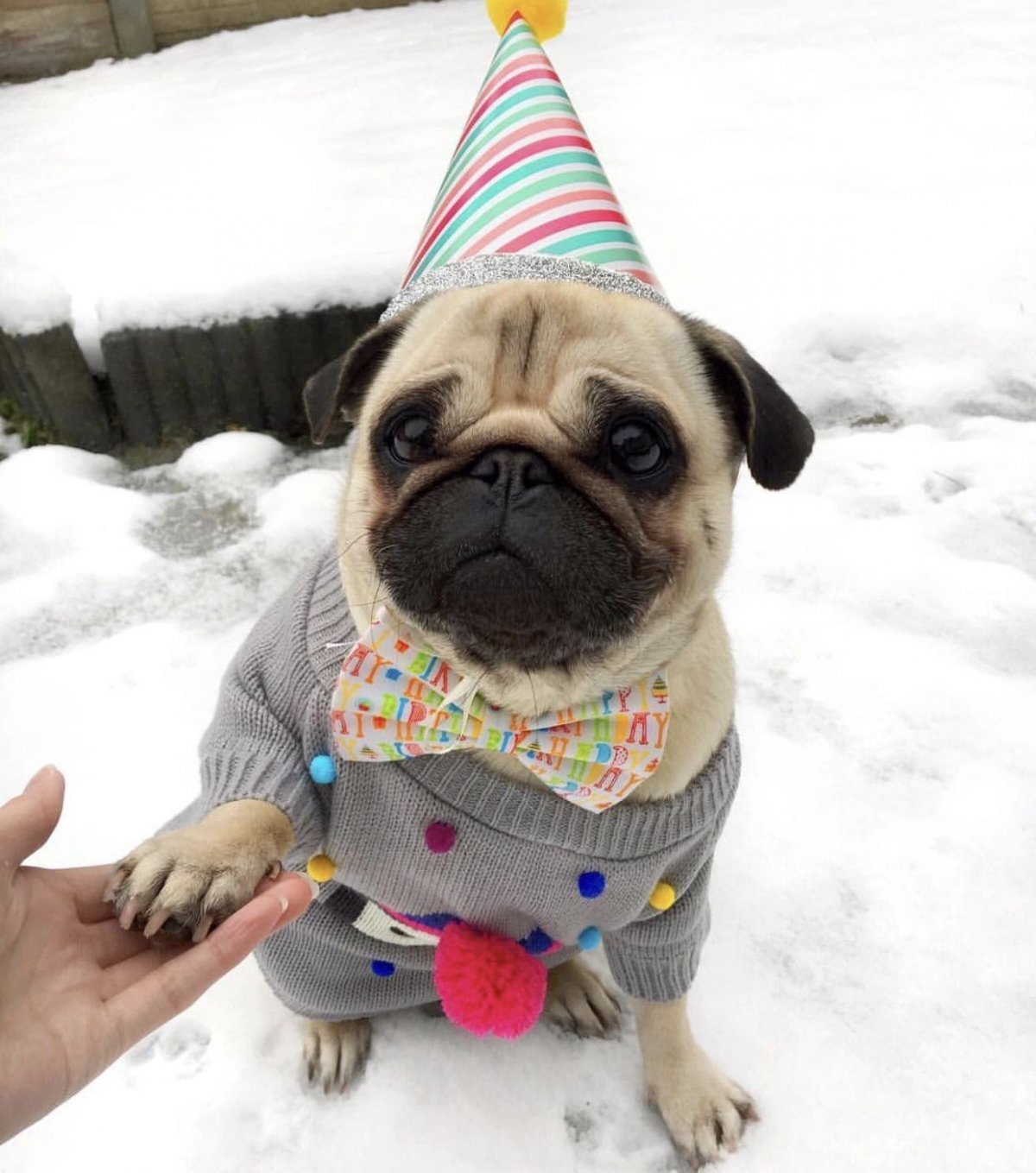 Щенок МОПСА на спине