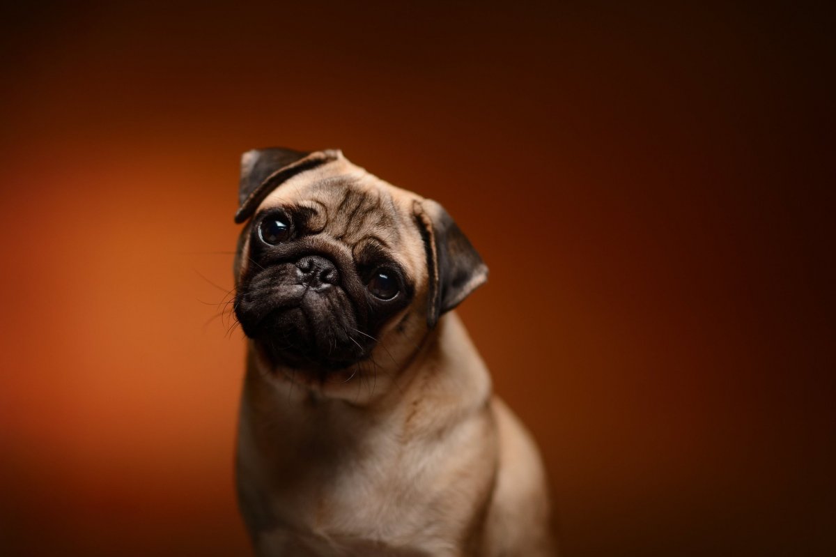 Шоколадный Мопс