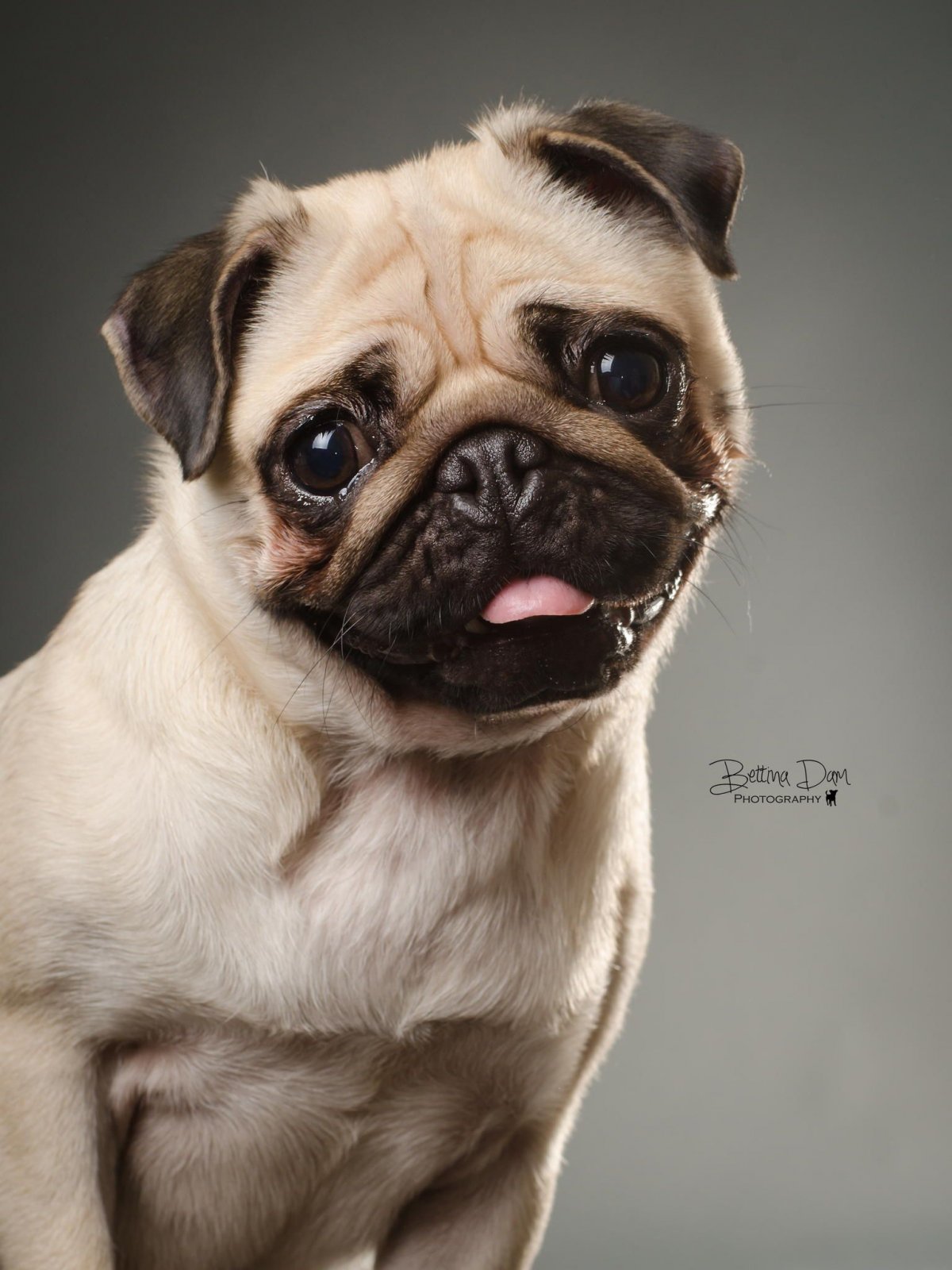 Вислоухий Мопс