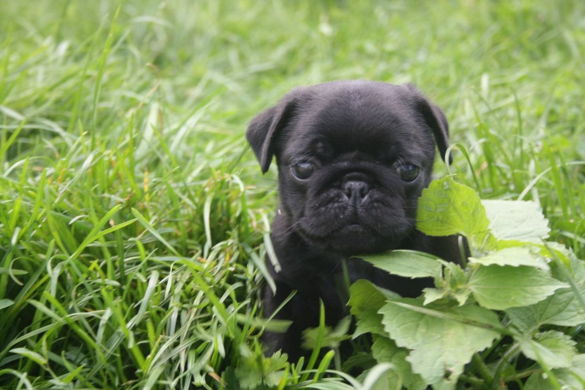 Мопс черный