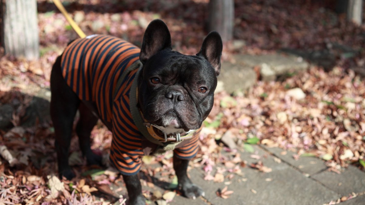 Мопс китайская порода