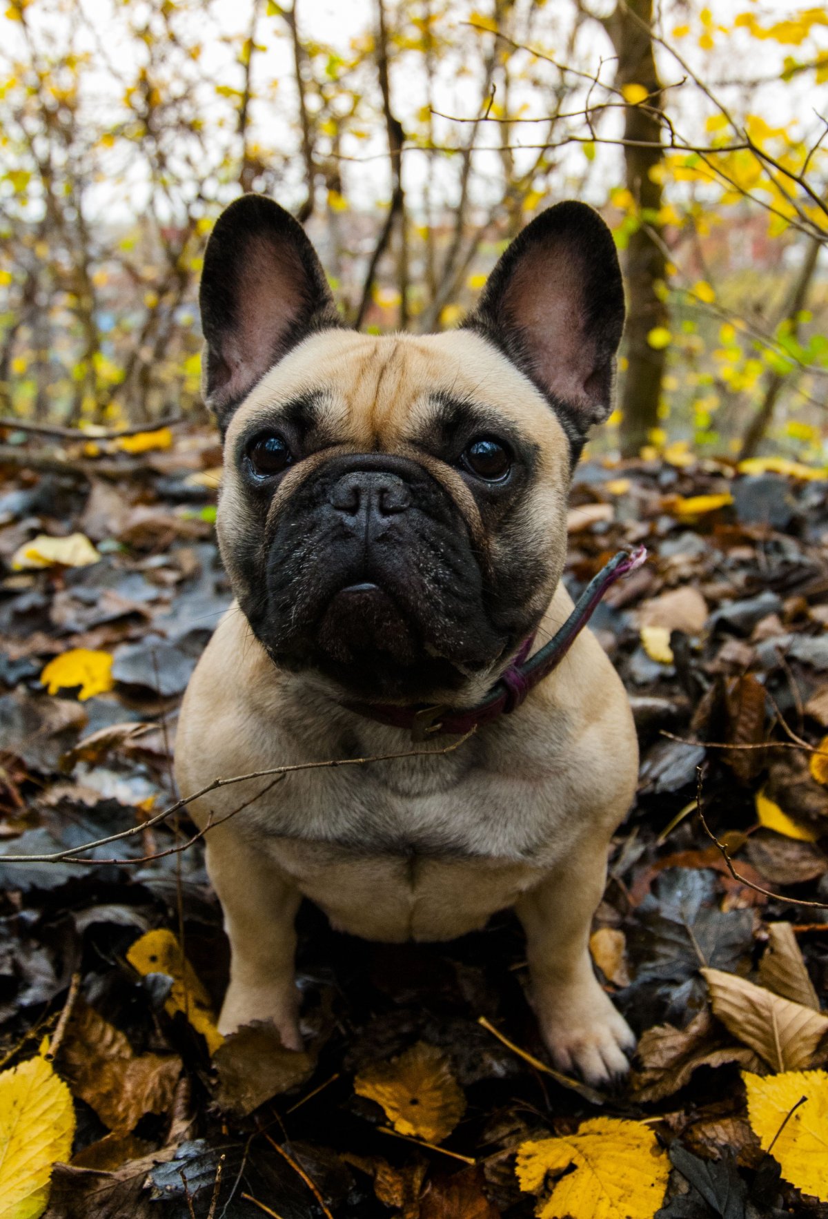 Карликовый Мопс фото